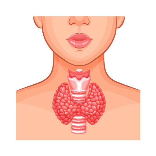Thyroid